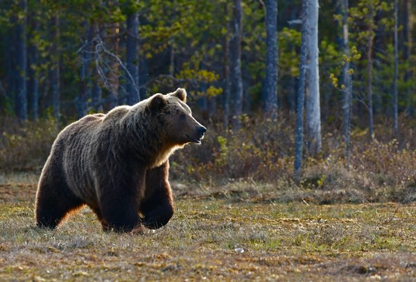 Quels sont les meilleurs spots pour observer les ours bruns en Alaska?